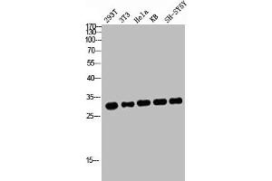 Western blot analysis of 293T 3T3 HELA KB SH-SY5Y lysis using ATF-1 antibody. (AFT1 抗体  (C-Term))