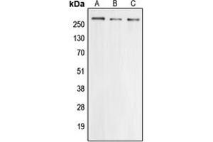 Western blot analysis of Cav2.
