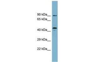 Image no. 1 for anti-WD Repeat Domain, phosphoinositide Interacting 1 (WIPI1) (AA 35-84) antibody (ABIN6744114) (WIPI1 抗体  (AA 35-84))