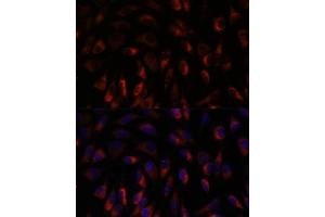 Immunofluorescence analysis of L929 cells using CHP1 antibody (ABIN7266008) at dilution of 1:100. (CHP 抗体  (AA 1-195))