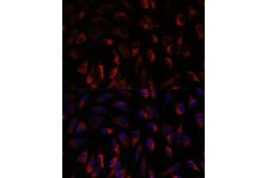 Immunofluorescence analysis of L929 cells using CHP1 antibody (ABIN7266008) at dilution of 1:100.
