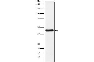 Western blot analysis of NUDEL expression in HeLa cell lysate. (Recombinant NDEL1 抗体)