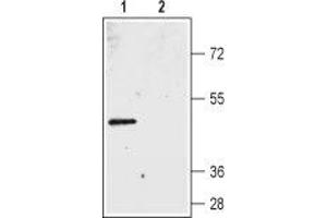 Western blot analysis of rat colon membranes: - 1. (Bestrophin 2 抗体  (3rd Extracellular Loop))