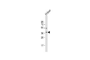 Anti-OR3A2 Antibody (C-term) at 1:2000 dilution + human liver lysate Lysates/proteins at 20 μg per lane. (OR3A2 抗体  (C-Term))