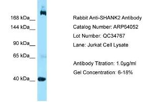 Western Blotting (WB) image for anti-SH3 and Multiple Ankyrin Repeat Domains 2 (SHANK2) (C-Term) antibody (ABIN2789712) (SHANK2 抗体  (C-Term))