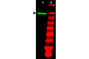 Image no. 1 for anti-Ubiquitin-Like Modifier Activating Enzyme 1 (UBA1) antibody (ABIN401028) (UBA1 抗体)