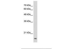 Image no. 1 for anti-Transcription Factor MafG (Mafg) (N-Term) antibody (ABIN6736290) (Mafg 抗体  (N-Term))