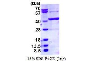 Image no. 1 for Branched Chain Amino-Acid Transaminase 2, Mitochondrial (BCAT2) (AA 28-392) protein (His tag) (ABIN1098270)