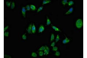 Immunofluorescent analysis of Hela cells using ABIN7161394 at dilution of 1:100 and Alexa Fluor 488-congugated AffiniPure Goat Anti-Rabbit IgG(H+L) (NPX1 抗体  (AA 88-227))