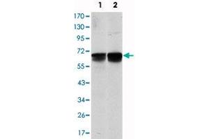 Western blot analysis using BLNK monoclonal antibody, clone 5G9  against NIH/3T3 (1) and BCBL-1 (2) cell lysate. (B-Cell Linker 抗体)