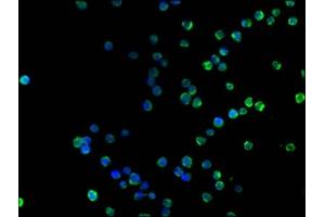 Immunofluorescence (IF) image for anti-CD19 Molecule (CD19) (AA 20-291) antibody (ABIN7147133)