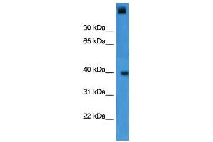 WB Suggested Anti-GTF2A1 Antibody Titration:  0. (GTF2A1 抗体  (C-Term))