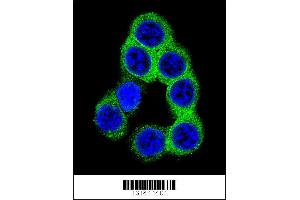 Confocal immunofluorescent analysis of EFNB2 Antibody with 293 cell followed by Alexa Fluor 488-conjugated goat anti-rabbit lgG (green). (Ephrin B2 抗体  (AA 157-186))