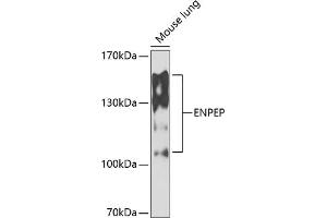 Western blot analysis of extracts of mouse lung, using ENPEP antibody  at 1:1000 dilution.
