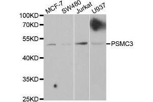 Western blot analysis of extracts of various cell lines, using PSMC3 antibody. (PSMC3 抗体  (AA 1-180))