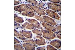 Immunohistochemistry analysis in formalin fixed and paraffin embedded human stomach tissue reacted with PODNL1 Antibody (Center) followed which was peroxidase conjugated to the secondary antibody and followed by DAB staining. (PODNL1 抗体  (Middle Region))