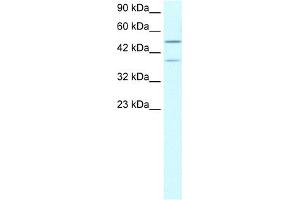 WB Suggested Anti-USP3 Antibody Titration:  0. (USP3 抗体  (N-Term))