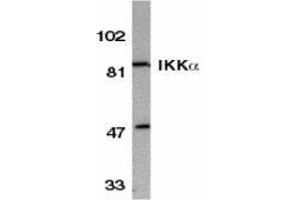 Western blot analysis of IKK alpha in HeLa whole cell lysate with AP30404PU-N IKK alpha antibody at 1/500 dilution. (IKK alpha 抗体  (C-Term))