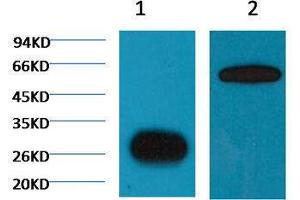 Immunoprecipitation (IP) image for anti-Green Fluorescent Protein (GFP) antibody (ABIN3178681) (GFP 抗体)
