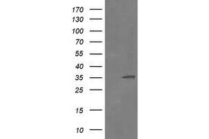 Image no. 2 for anti-Replication Factor C (Activator 1) 2, 40kDa (RFC2) (AA 1-234) antibody (ABIN1490617) (RFC2 抗体  (AA 1-234))