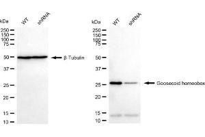 Western blotting analysis using Goosecoid homeobox antibody (ABIN7798799). (Recombinant GSC 抗体)
