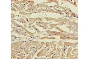 Immunohistochemistry of paraffin-embedded human heart tissue using ABIN7165132 at dilution of 1:100 (BEX5 抗体  (AA 1-111))