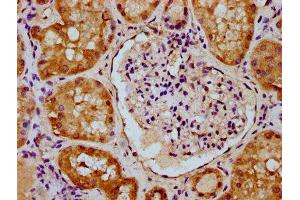 IHC image of ABIN7159453 diluted at 1:300 and staining in paraffin-embedded human kidney tissue performed on a Leica BondTM system. (Cyclin M2 抗体  (AA 739-875))