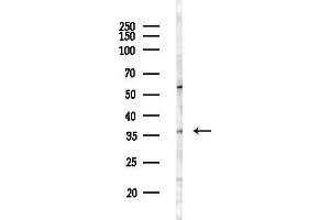 anti-ISY1 Splicing Factor Homolog (ISY1) antibody