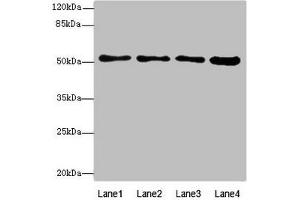 Western blot All lanes: BTNL2antibody at 4. (BTNL2 抗体  (AA 246-455))