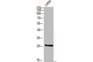 Western Blot analysis of L929 cells using CD9 Polyclonal Antibody