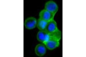 Confocal immunofluorescence analysis of HEK293 cells trasfected with full-length ISL1-hIgGFc using ISL1 mouse mAb (green). (ISL1 抗体)