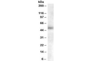 Western blot testing of human lymph node lysate with GCNT3 antibody at 0. (GCNT3 抗体)