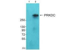 Western blot analysis of extracts from HeLa cells (Lane 2), using DNA-PK antiobdy. (PRKDC 抗体)