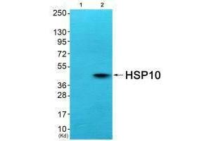 Western blot analysis of extracts from COS7 cells (Lane 2), using HSP10 antiobdy.
