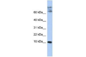 Western Blotting (WB) image for anti-Chemokine-Like Factor (CKLF) antibody (ABIN2459148) (CKLF 抗体)