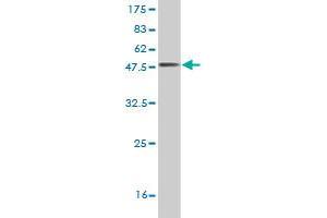 Western Blot detection against Immunogen (46. (RGS3 抗体  (AA 1-192))