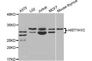 Western blot analysis of extracts of various cell lines, using HIST1H1C antibody. (HIST1H1C 抗体)