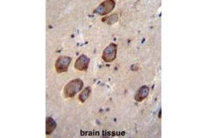 CACNG6 Antibody (Center) immunohistochemistry analysis in formalin fixed and paraffin embedded human brain tissue followed by peroxidase conjugation of the secondary antibody and DAB staining. (CACNG6 抗体  (Middle Region))