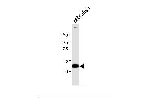 Western blot analysis of lysate from zebrafish tissue, using (DANRE) ba1 Antibody (Center) (ABIN6242128 and ABIN6577723).