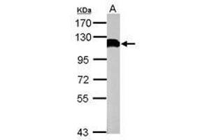 Image no. 1 for anti-Ubiquitin Specific Peptidase 13 (Isopeptidase T-3) (USP13) (C-Term) antibody (ABIN1491928) (USP13 抗体  (C-Term))