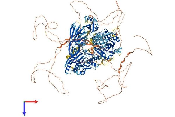 Synaptojanin 1 Protein (SYNJ1) (AA 1-1573) (His tag)