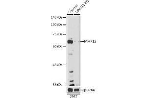 Western blot analysis of extracts from normal (control) and MMP13 knockout (KO) 293T cells, using MMP13 antibody (ABIN7268418) at 1:1000 dilution.