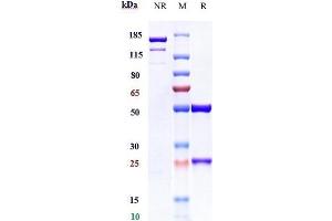 Anti-CD38 Reference Antibody (mezagitamab) on SDS-PAGE under reducing (R) condition. (Recombinant CD38 (Mezagitamab Biosimilar) 抗体)