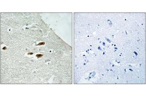 Immunohistochemical staining of paraffin-embedded human brain tissue reacted with PER2 (phospho S662) polyclonal antibody  at 1:50-1:100 dilution. (PER2 抗体  (pSer662))