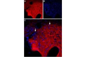 Immunohistochemistry (IHC) image for anti-gamma-aminobutyric Acid (GABA) Receptor, theta (GABRQ) (AA 131-143), (Extracellular) antibody (ABIN7043197)