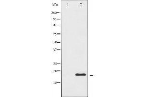 Western blot analysis of CHOP expression in HeLa whole cell lysates,The lane on the left is treated with the antigen-specific peptide. (DDIT3 抗体  (N-Term))