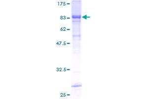 RIPK3 Protein (AA 1-518) (GST tag)