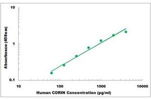 Representative Standard Curve (Corin ELISA 试剂盒)