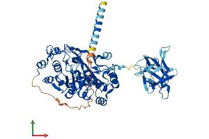 AlphaFold protein structure predicition of Human Recombinant GALNT16 Protein, UniprotID Q8N428