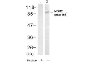 Image no. 2 for anti-Mdm2, p53 E3 Ubiquitin Protein Ligase Homolog (Mouse) (MDM2) (pSer166) antibody (ABIN401610) (MDM2 抗体  (pSer166))